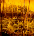 La Policía Nacional erradica varias plantaciones de marihuana en varias localidades de Aragón, una de ellas en Loscos