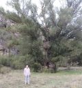 El chopo cabecero de Perales, un árbol singular de 200 años que será un reclamo turístico