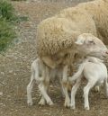 La DPT concede ayudas para  la mejora ovina  en la provincia