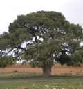 Arrancan las votaciones para elegir el árbol español del año, premio al que aspira la Sabina Milenaria de Blancas