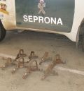 Interceptados en Alcañiz ocho cepos prohibidos para la captura y muerte de animales