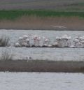 El flamenco común se comienza a reproducir en el entorno de la laguna de Gallocanta