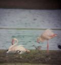 Los primeros polluelos de flamenco ya han nacido en la laguna de Gallocanta