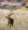 Arranca la temporada de las visitas guiadas a la berrea de los ciervos en la Sierra de Albarracín