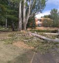 Se talan varios árboles enfermos  en la zona verde del Campus de Teruel