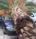 Un vecino de Alcorisa, ileso tras caer una palmera sobre su coche en el patio del Criet