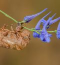 La fotografía 'Exuvia de cigarra', de Santiago Gumiel, gana el concurso del CITAte por el Día Mundial del Suelo