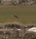 El animal que ha atacado en el Bajo Aragón Histórico: una loba ibérica solitaria que busca alimento en los corrales de ganado