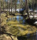 Gobierno de Aragón y Confederación del Tajo limarán asperezas para evitar problemas con la gestión forestal en la Sierra de Albarracín