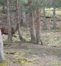 El Gobierno de Aragón mejora las compensaciones por la Reserva de Montes Universales y la de Masías de Ejulve