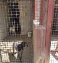 El Seprona de la Guardia Civil desmantela en Calanda un criadero ilegal con 80 perros en un estado deplorable