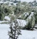 Agricultura aprueba la bonificación para afectados por heladas en el olivar y el almendro