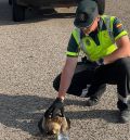 La Guardia Civil de Teruel rescata un ejemplar de águila calzada que estaba malherida en la A-23