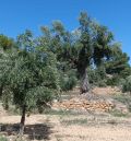 La DO Aceite del Bajo Aragón cifra en un 30 % la reducción de la cosecha respecto a un año normal