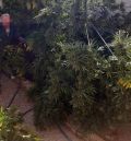 La Guardia Civil de Teruel detiene a una persona por presunto delito contra la salud pública por cultivar marihuana en Escucha