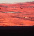 La llegada creciente de las grullas a la laguna de Gallocanta atrae en la misma medida a turistas