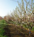 Agricultura deroga la ley de arranque de frutales por el virus del Sharka-m en Mazaleón y Maella