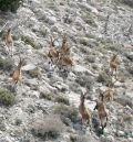 La sarna diezma la población de cabras hispánicas en las sierras del Matarraña y del Maestrazgo