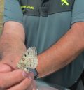 La Guardia Civil de Teruel detiene a dos personas por capturar mariposas protegidas en Cedrillas