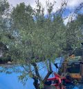 La sequía arruina un 15 por ciento de  los almendros de secano en el Bajo Aragón