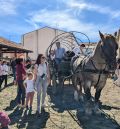 Los machos, burros  y caballos llenan del “sabor de antaño” el certamen de Orihuela