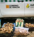 Cien denuncias y 275 kilos de setas incautados en los primeros días de la campaña micológica