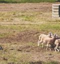 La Diputación Provincial colabora con el III Concurso de perros pastores de España en Valderrobres