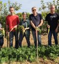 En los campos de Mas de las Matas ya cosechan las primeras zanahorias amarillas y moradas autóctonas