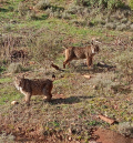 Una pareja de linces ibéricos llega al Parque de fauna La maleza en Sierra de Albarracín