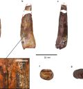 Dientes de espinosáuridos de Teruel revelan la presencia de dos grupos diferentes de estos dinosaurios carnívoros