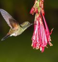 Colibrí