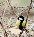 La última invernada en el Alto Alfambra mantuvo la cifra de aves del año anterior