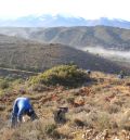 El Plan de Reforestación se activa en los montes de utilidad pública del municipio turolense de Aliaga y el zaragozano de Longares