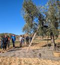 Un árbol vecero, poco productivo y muy resistente a la sequía