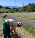 El CITA pone en marcha un proyecto que promueve la creación de una cadena de valor de las Plantas Aromáticas y Medicinales en la provincia de Teruel