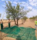 El CITA presenta los resultados del proyecto 'Viabilidad de sistemas mixtos de pastoreo de ovino y cultivo de almendros en condiciones de secano en Teruel'