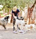 Sólo la protectora de Alcañiz recibió peticiones de cachorros para regalar estas navidades