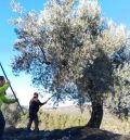 El Bajo Aragón afronta una “pésima” campaña de aceite, pero la DOP llega  a los 2 millones de litros