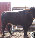 Tres toros de Hnos. Colomer, escogidos para el toro nupcial en Teruel