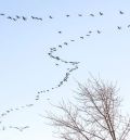 30.000 grullas abandonaron el domingo Gallocanta rumbo a sus lugares de cría, al norte de Europa