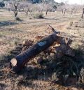 Llueve tarde para el almendro: el Bajo Aragón arranca uno de cada cuatro árboles de secano