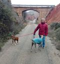 Las protectoras Amigo Mío y Proyecto Gato lanzan un SOS para buscar voluntarios comprometidos