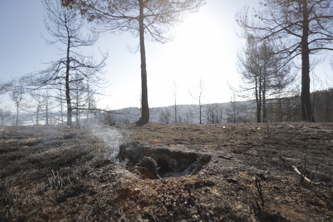 Bosque arrasado por el incendio en el entorno de Los Peiros, en San Agustín