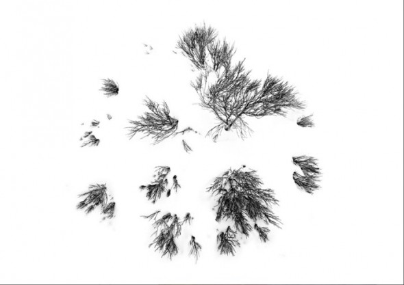 Este curioso plano cenital de un motivo vegetal nevado obliga a mirar la imagen varias veces